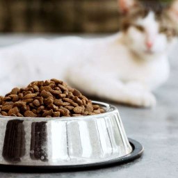 Alimentation