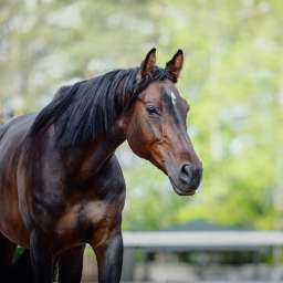 Cheval