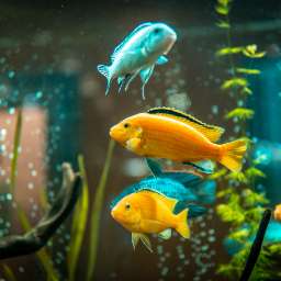 Poissons et aquariums