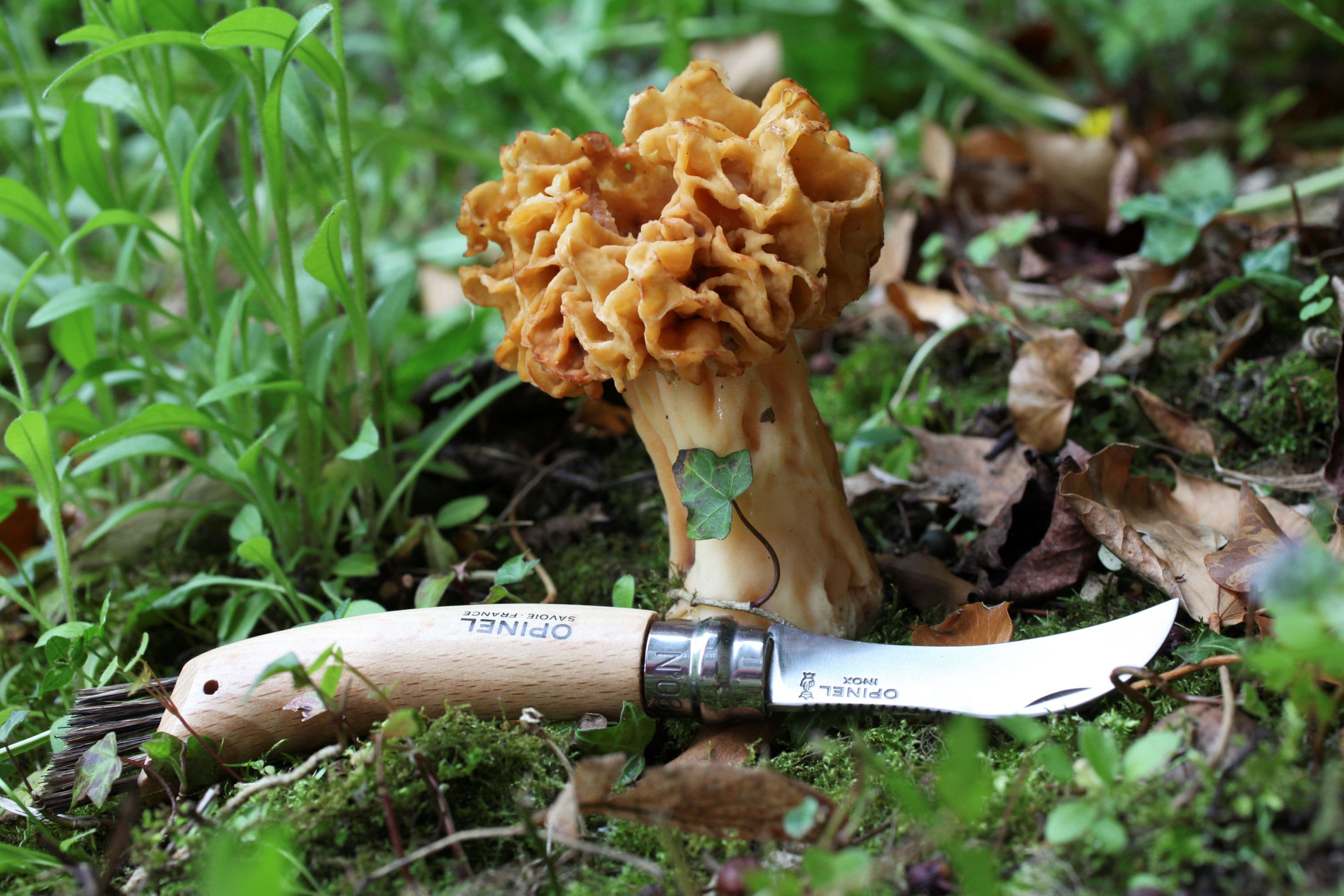 Couteau Plumier n°8 champignon