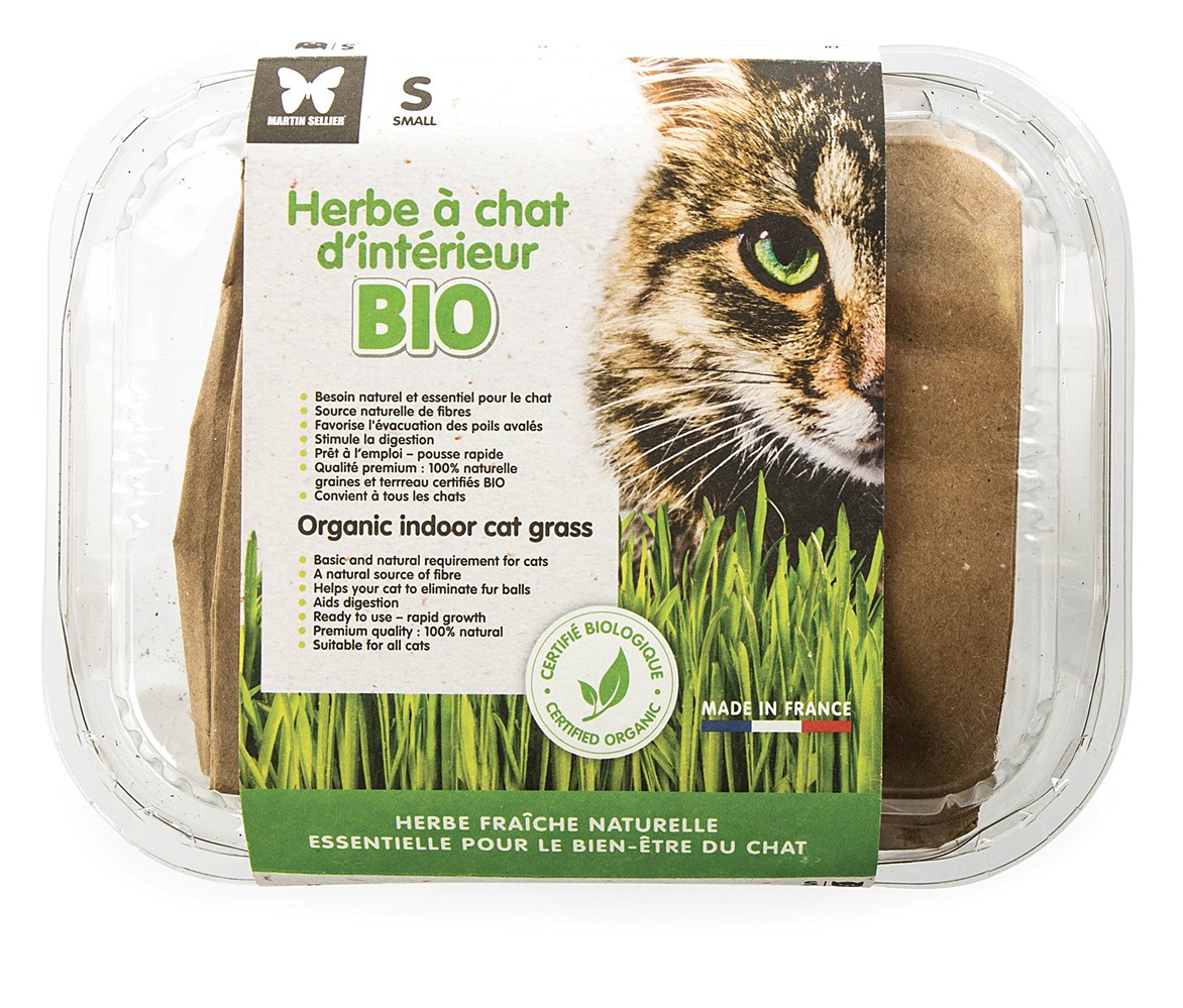 Graines d'herbe à chat Bio à semer