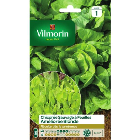 Graines Chicorée à Feuilles Améliorée Blonde - VILMORIN