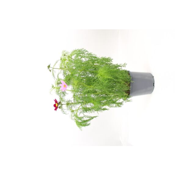 Pot Cosmos ∅19cm