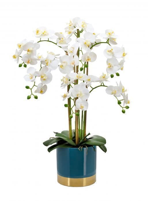 Phalaenopsis blanche et son cache-pot en céramique