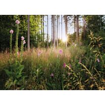 Photo Murale Summer Glade en Tube Intissé 350x250cm - KOMAR